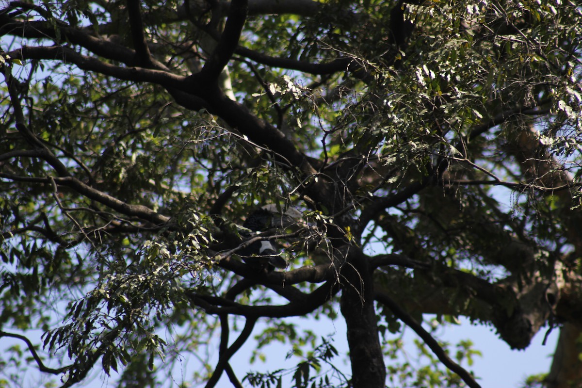 Silvery-cheeked Hornbill - ML502400551