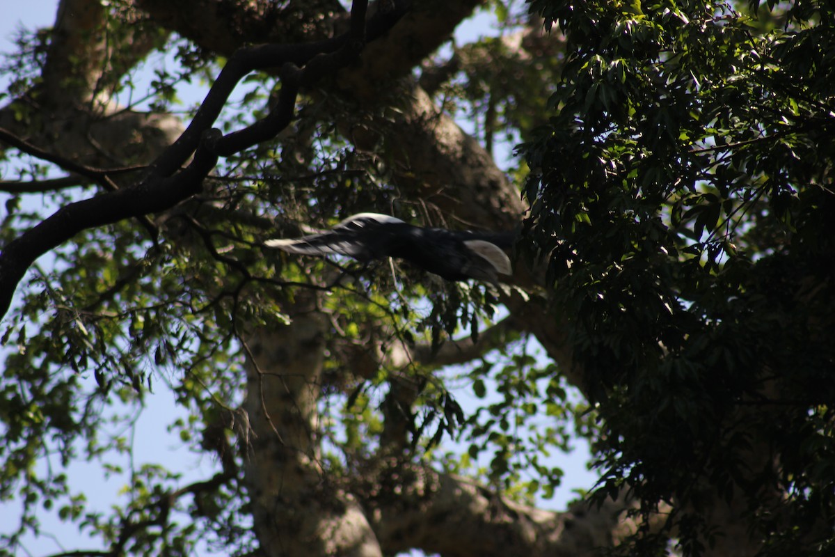 Silvery-cheeked Hornbill - ML502400561