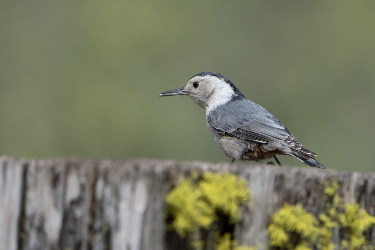 White-breasted Nuthatch - ML502400751