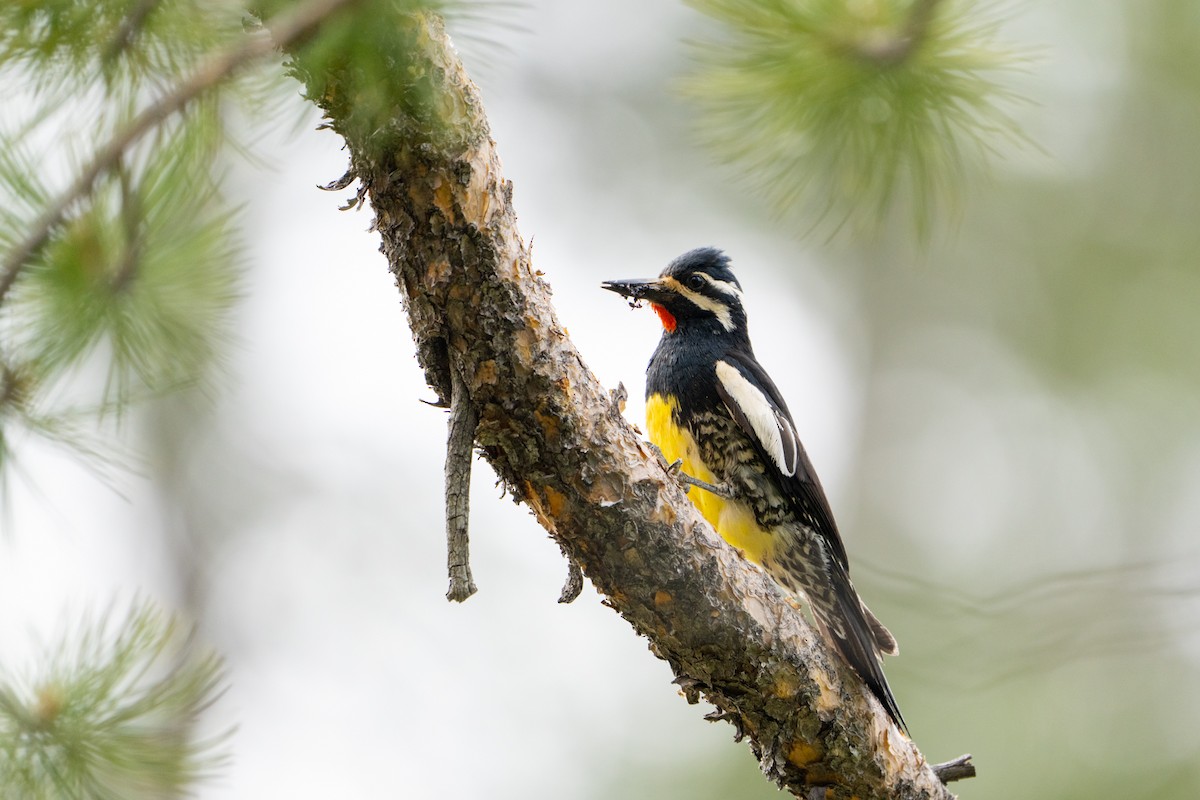 Williamson's Sapsucker - Marcel Holyoak