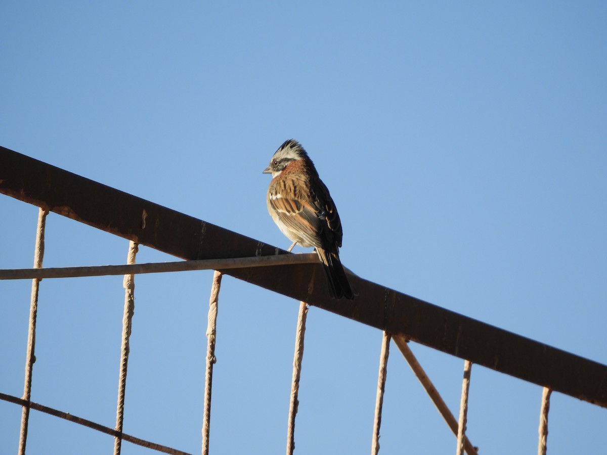 Rufous-collared Sparrow - ML502404821