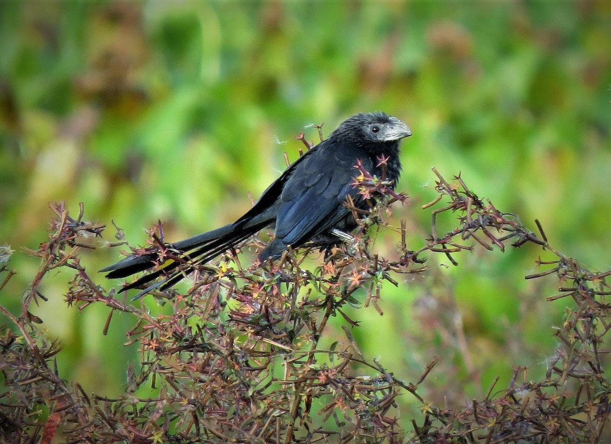 Groove-billed Ani - Brian Johnston