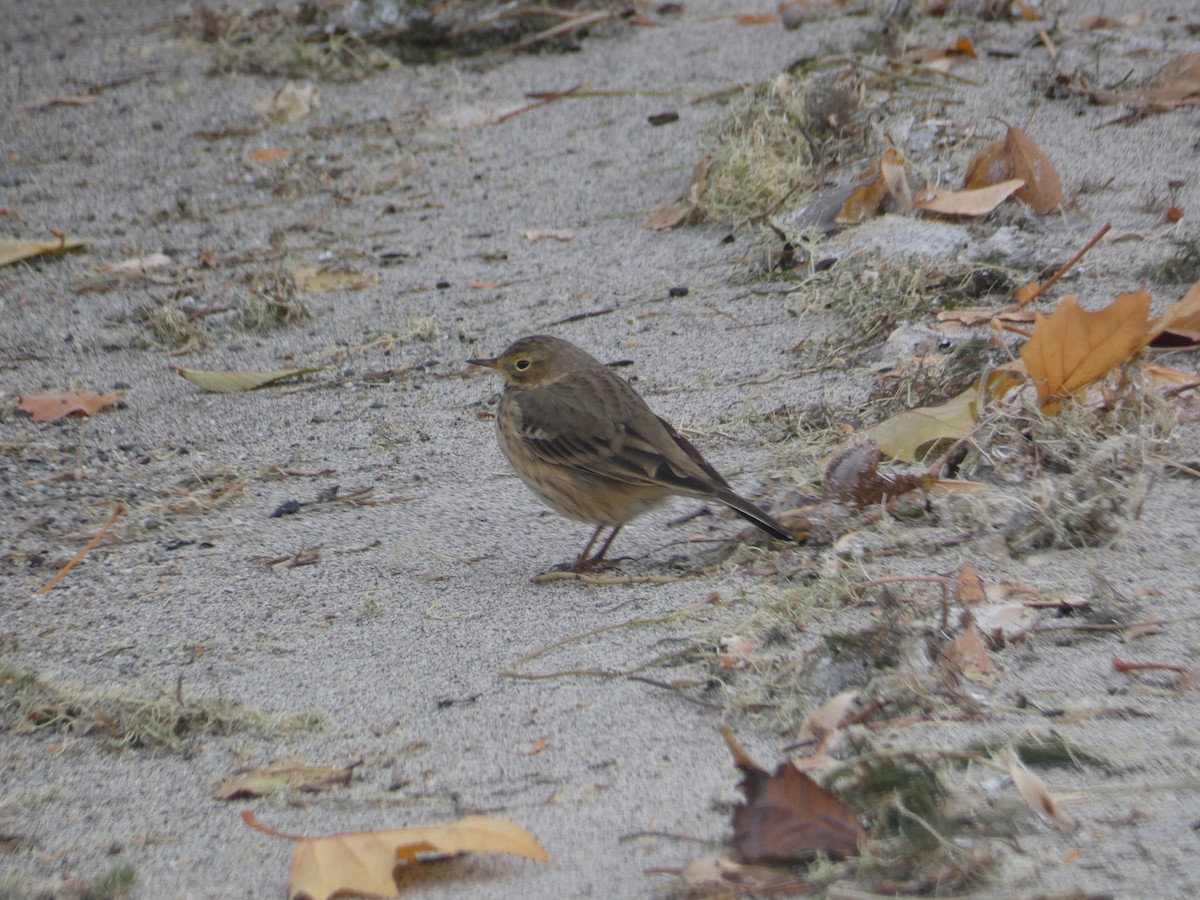 American Pipit - ML502406841