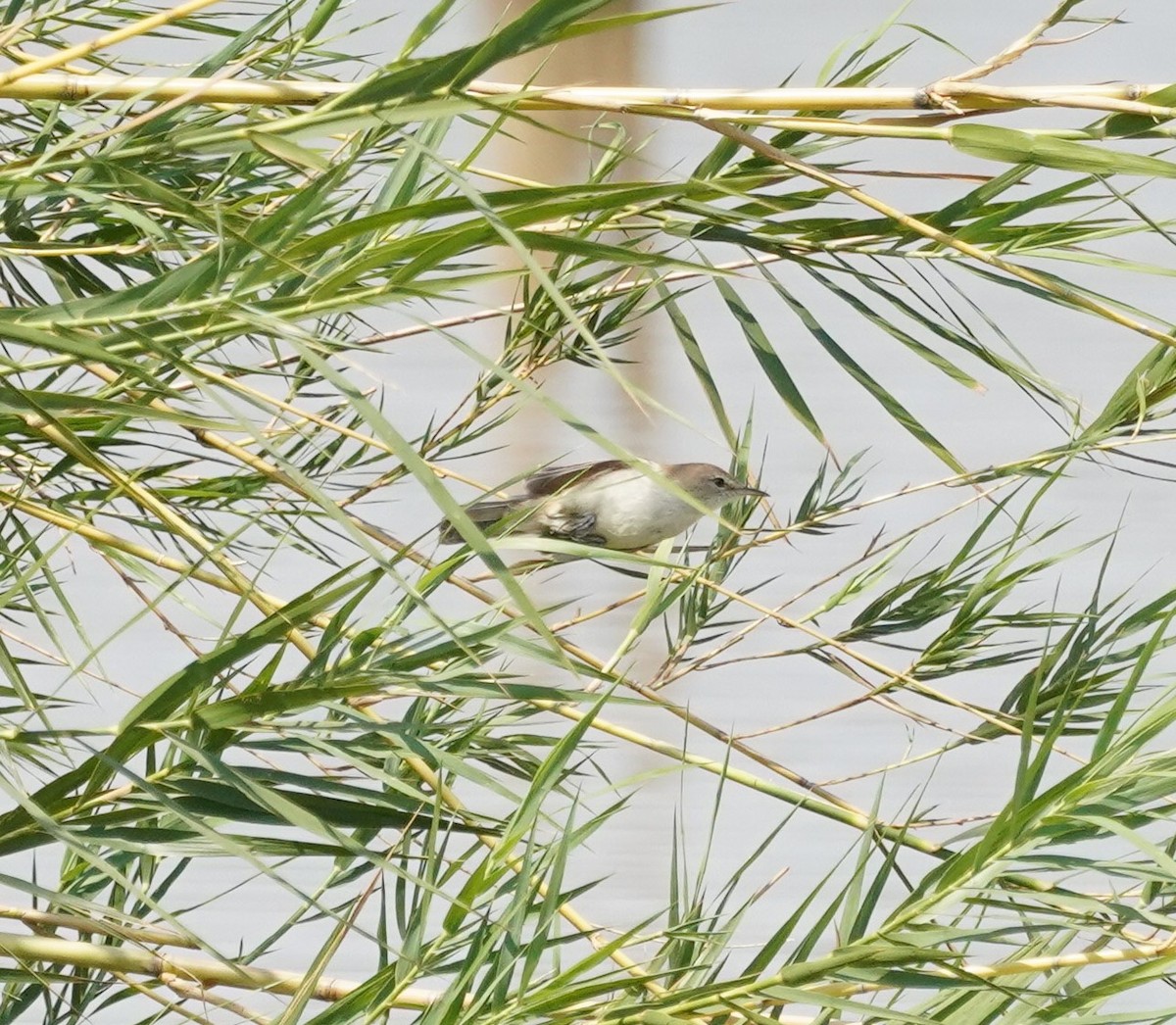 Lesser Swamp Warbler - Ben Goodheart