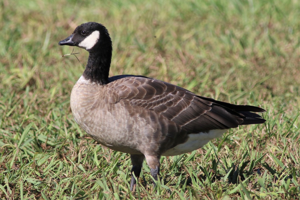 Cackling Goose (Aleutian) - ML502409141