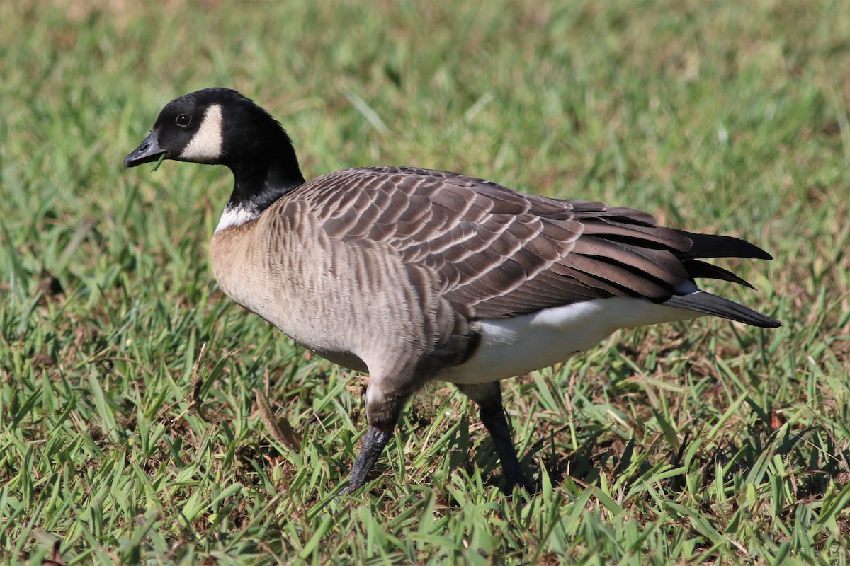 Cackling Goose (Aleutian) - ML502409151