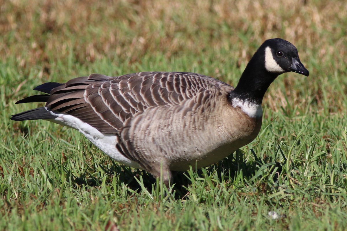 Cackling Goose (Aleutian) - ML502409161