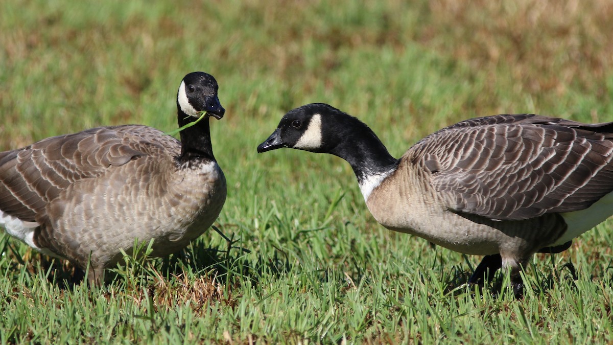 Cackling Goose (Aleutian) - ML502409171