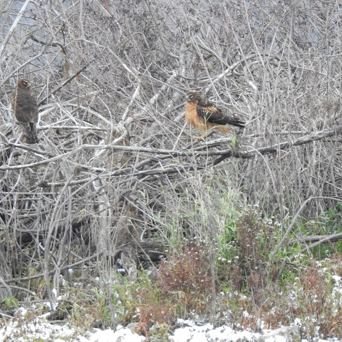 Northern Harrier - ML502410291