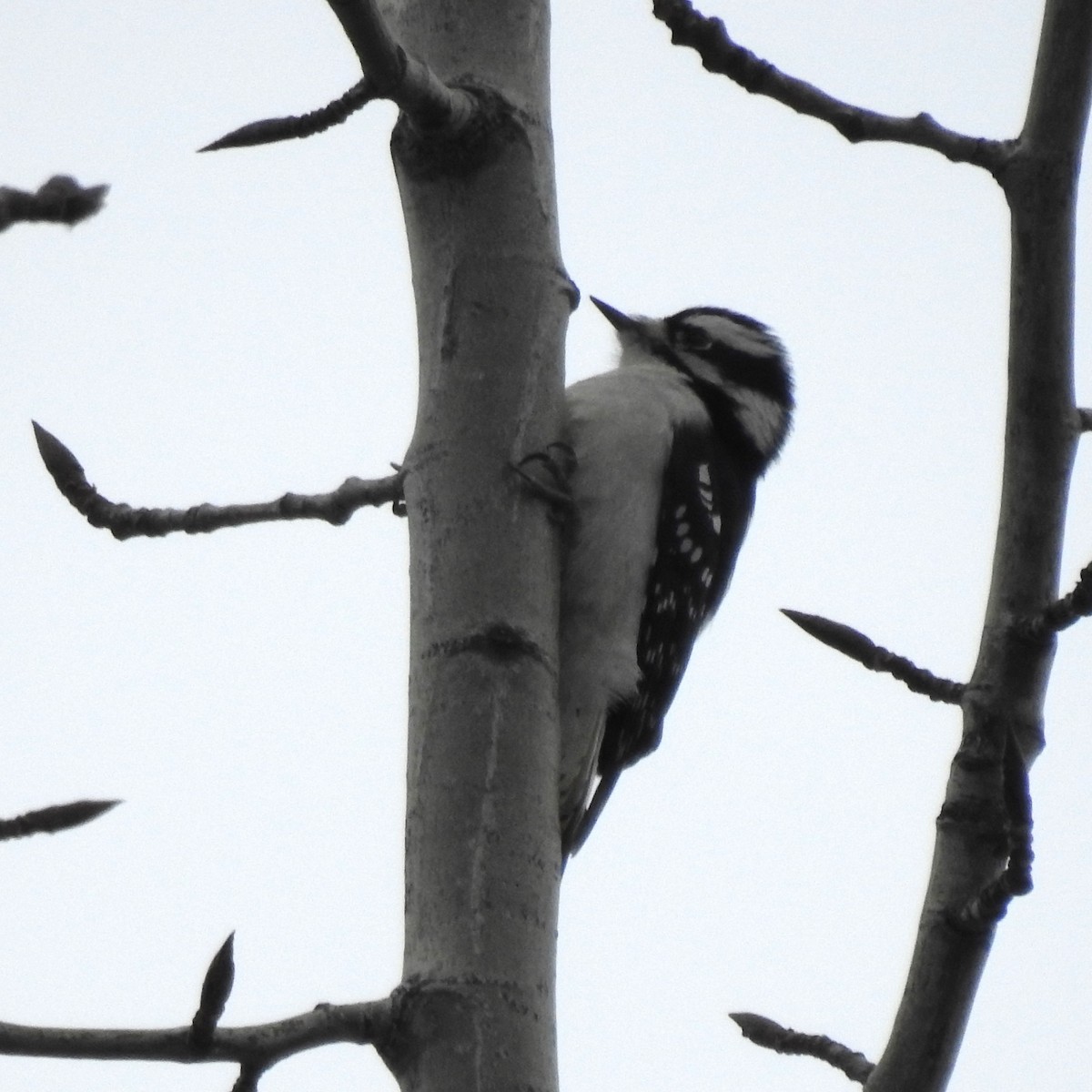 Hairy Woodpecker - ML502410461