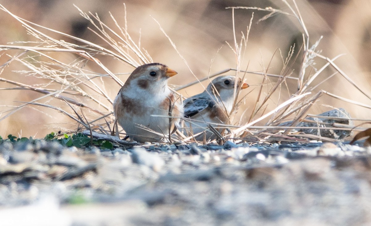 Snow Bunting - Gale VerHague