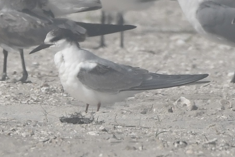 Common Tern - ML502412501