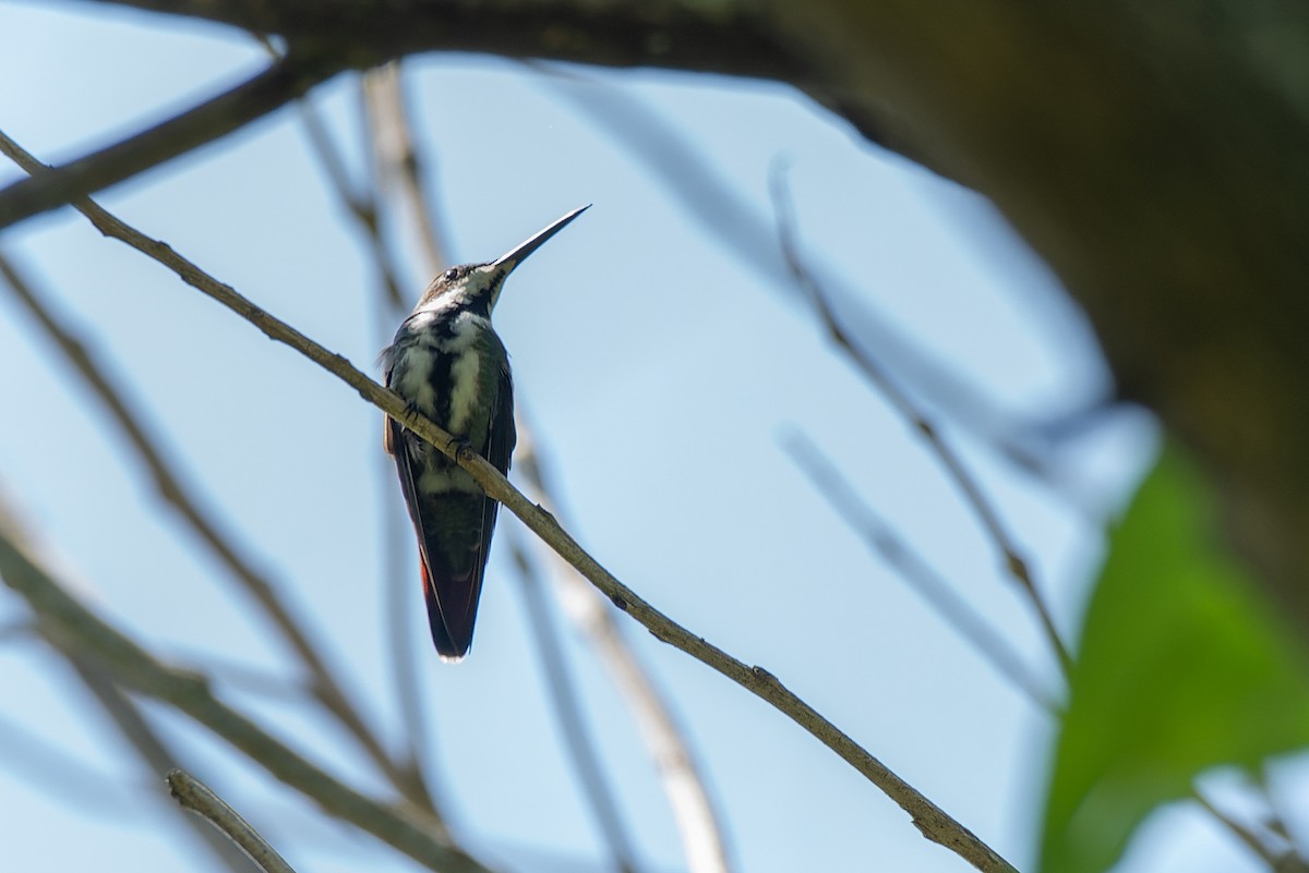 kolibřík tropický - ML502412691