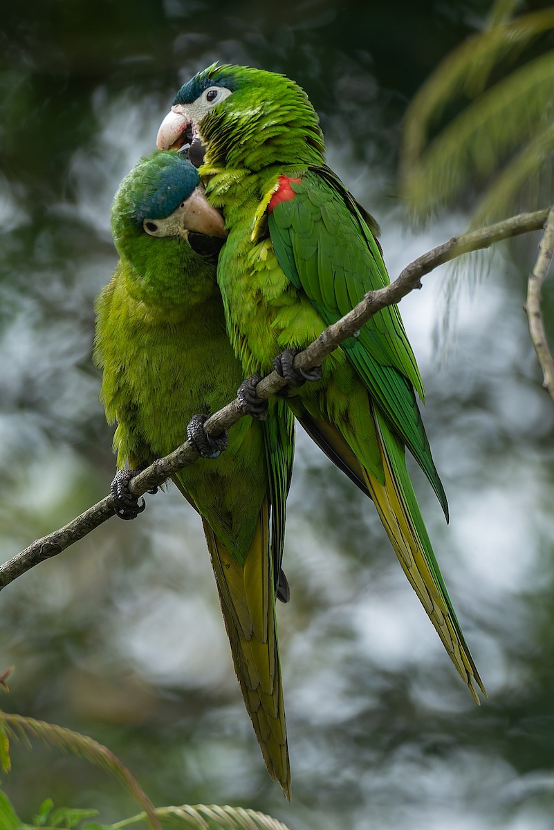 Red-shouldered Macaw - LUCIANO BERNARDES