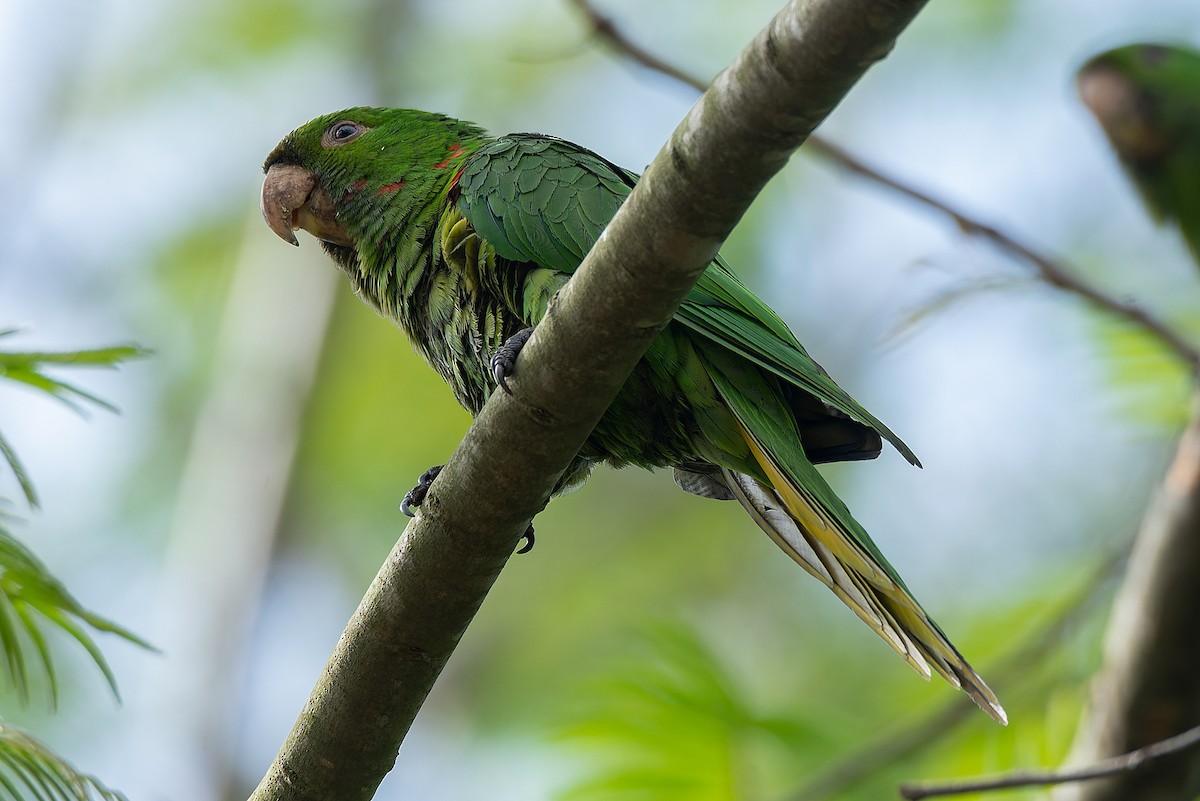 Aratinga Ojiblanca - ML502413131