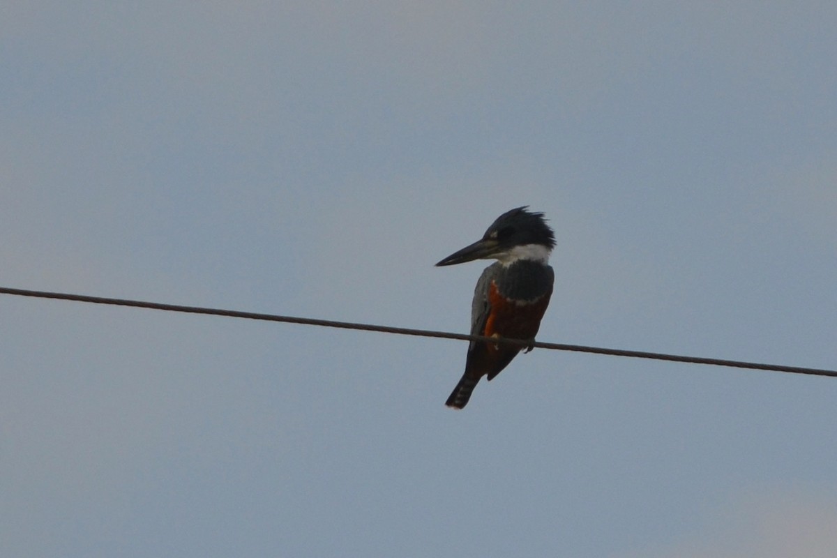 Ringed Kingfisher - ML502413221