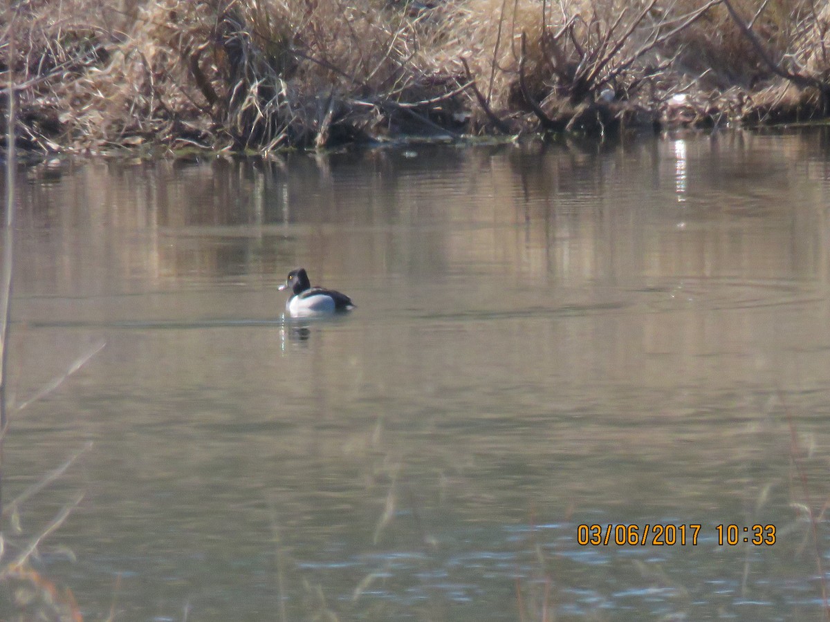 Ring-necked Duck - ML50241331