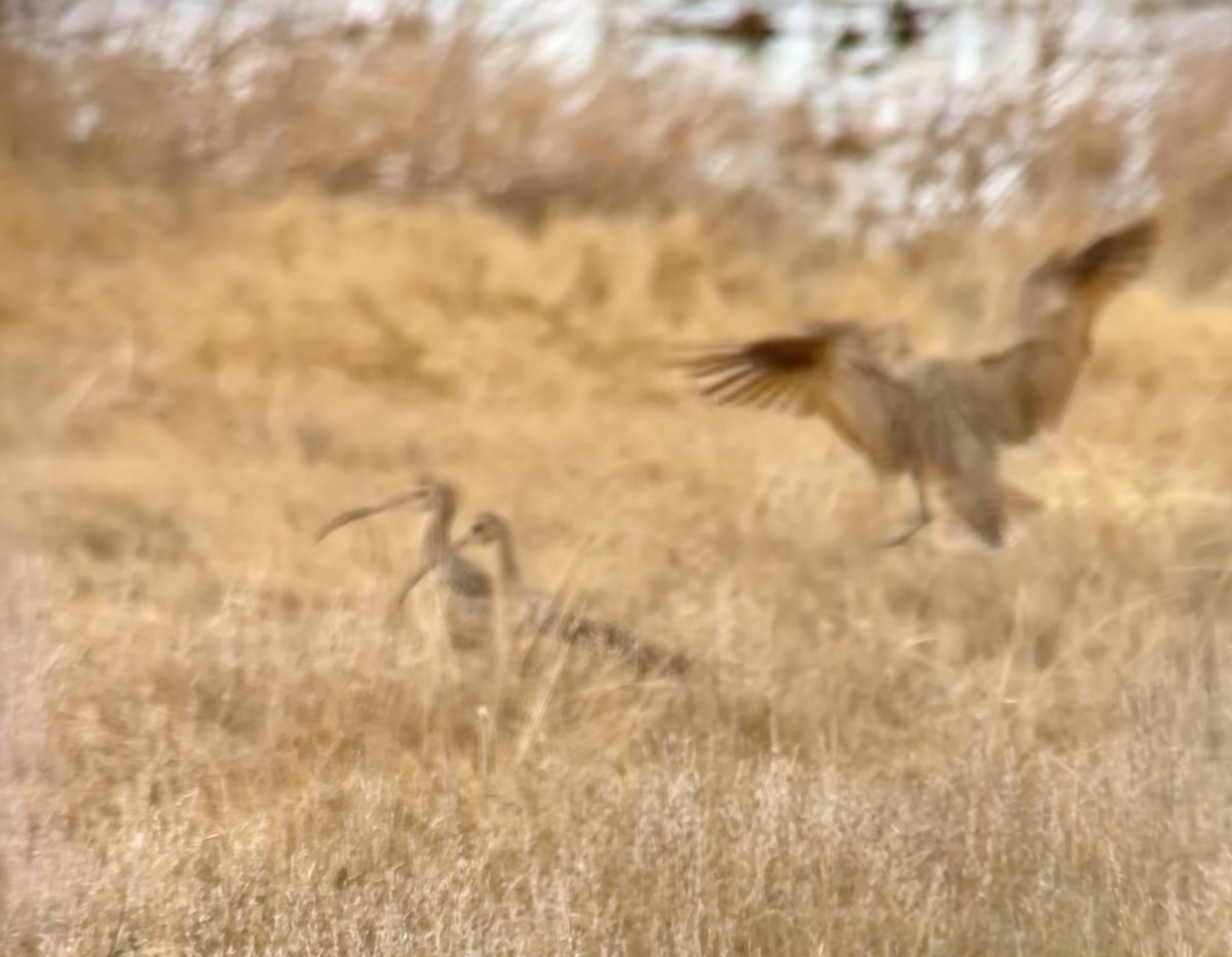 koliha americká - ML502414801