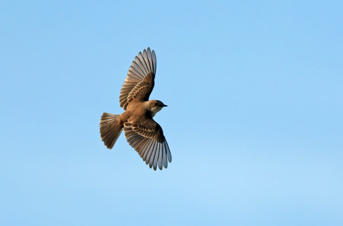 Vermilion Flycatcher - ML502417421
