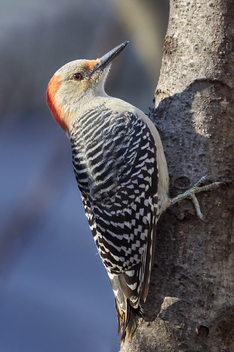 Red-bellied Woodpecker - ML502421631