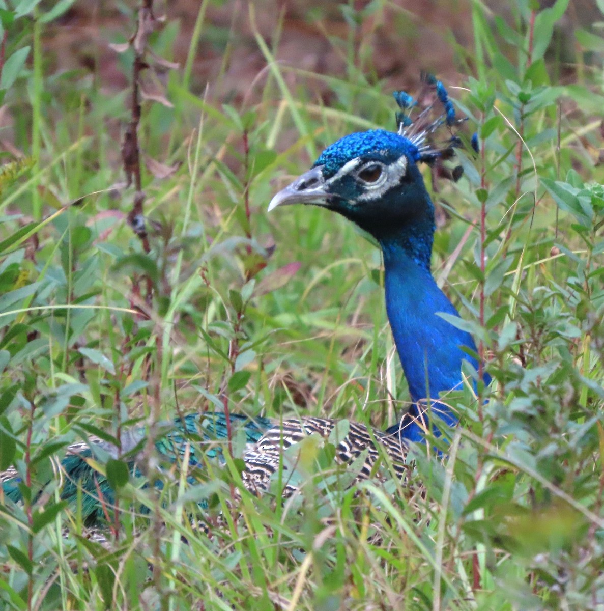 Indian Peafowl (Domestic type) - ML502422951