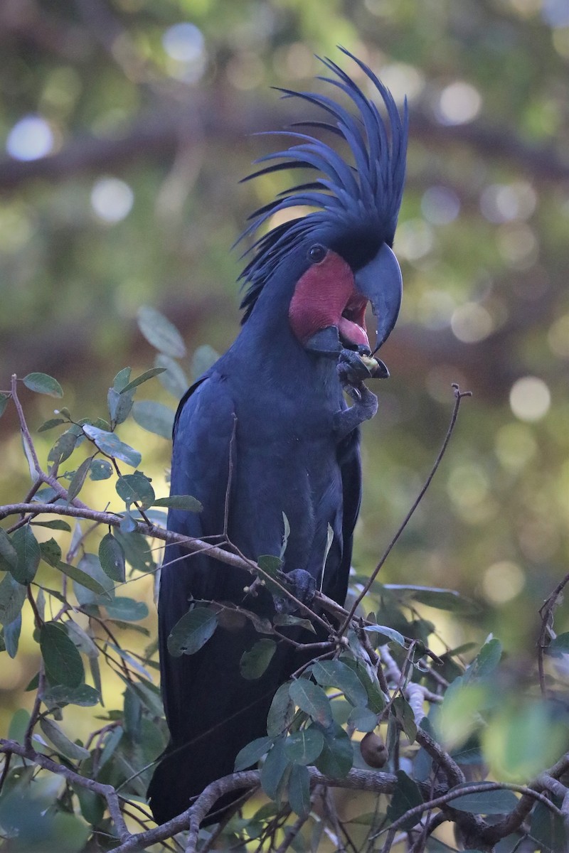 Palm Cockatoo - ML502423651