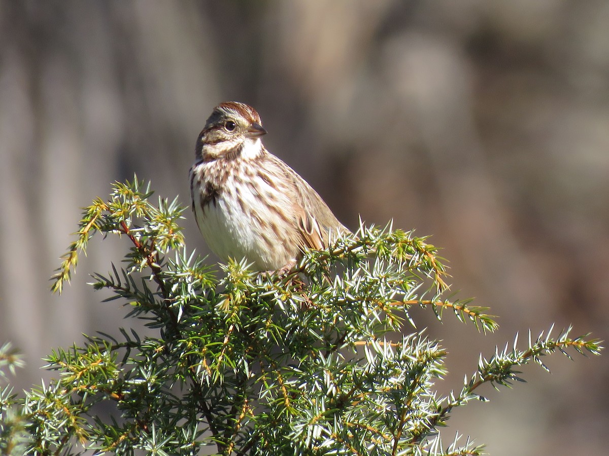 Song Sparrow - Karen Hochgraf