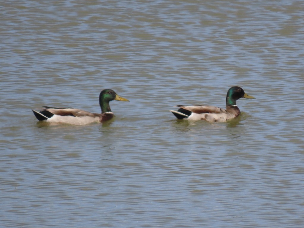 Canard colvert (forme domestique) - ML502424761