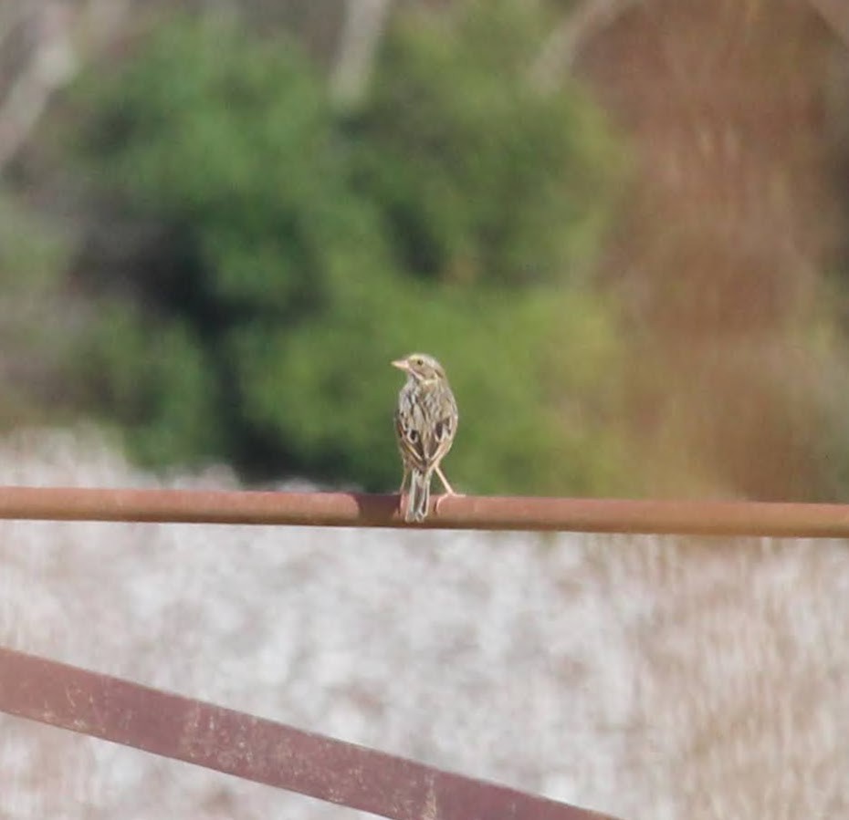 Savannah Sparrow - ML502424971