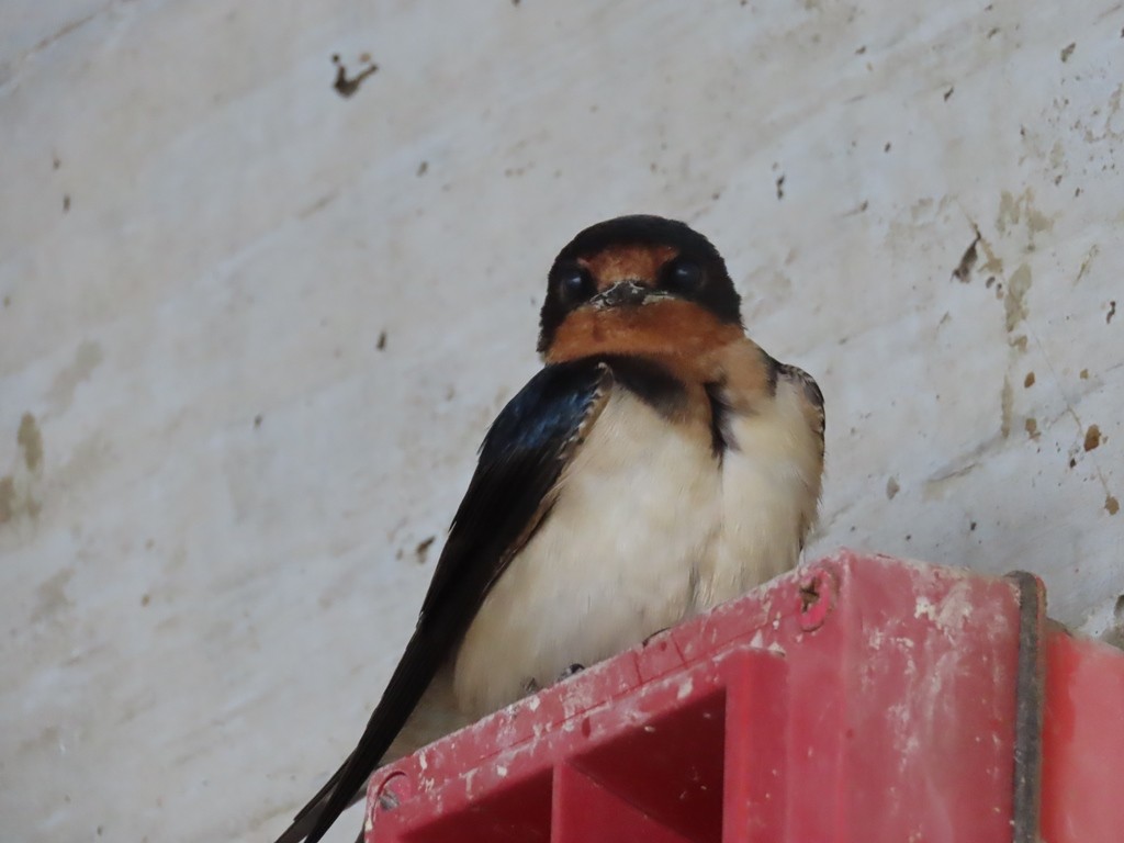 Barn Swallow (American) - ML502425981