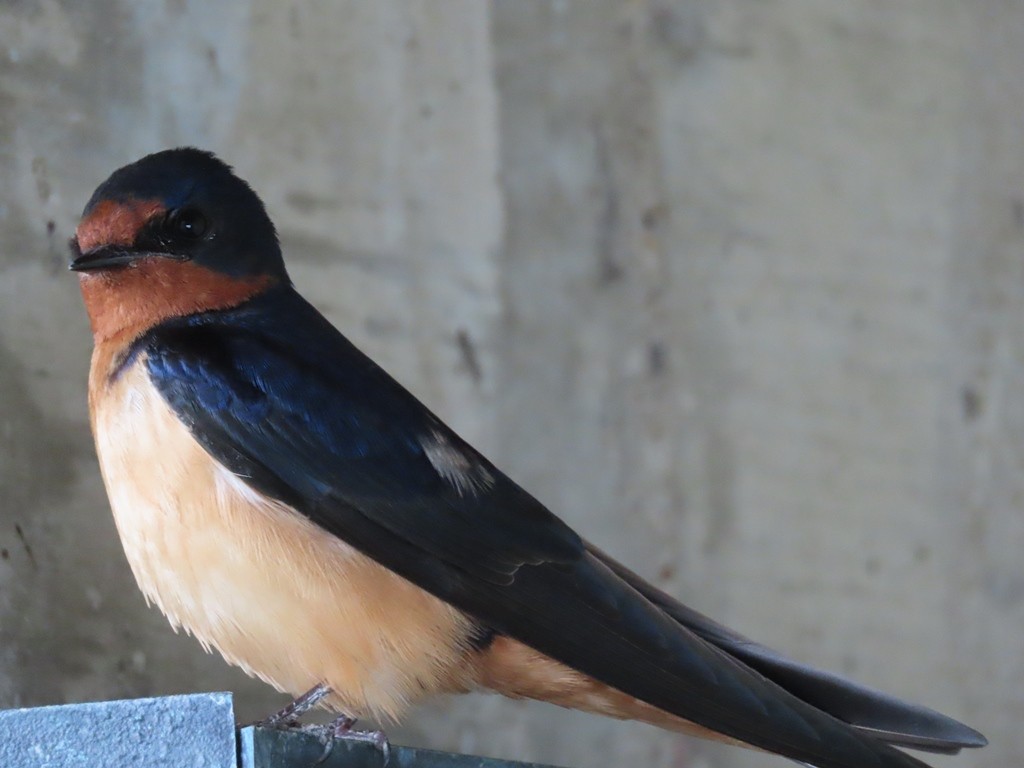 Barn Swallow (American) - ML502425991