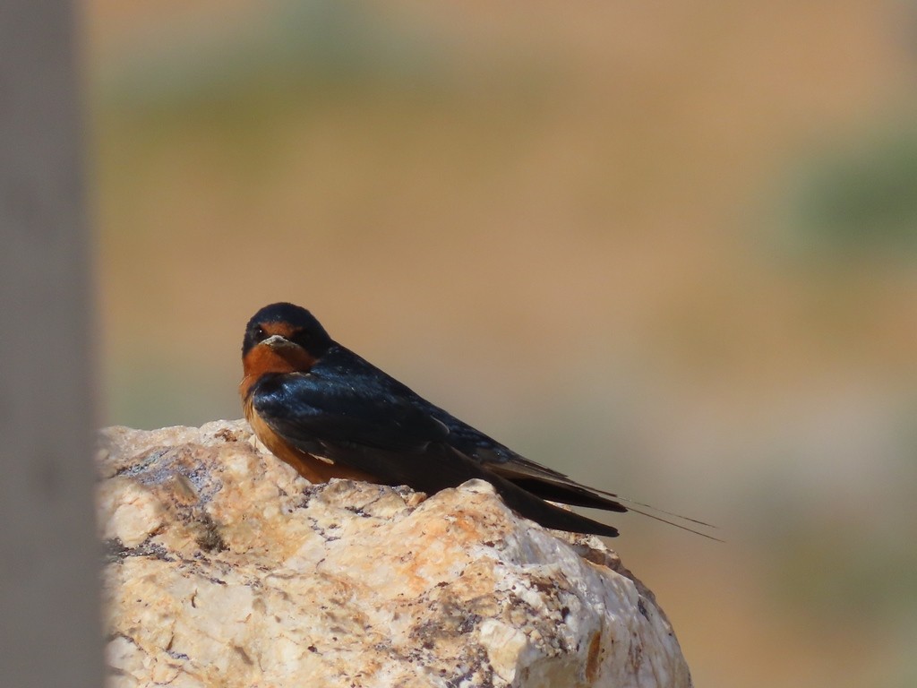 Barn Swallow (American) - ML502426001