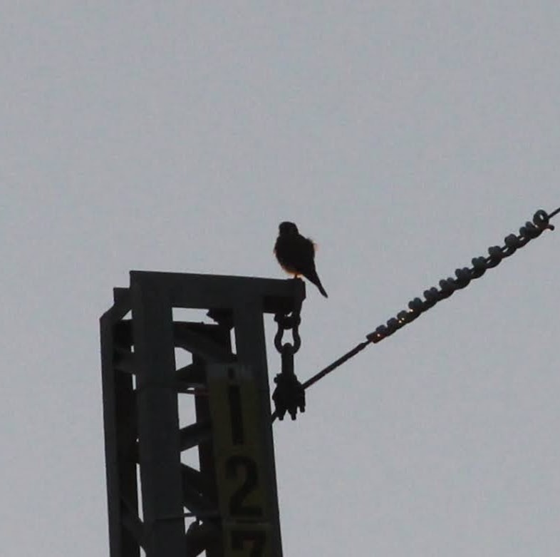 American Kestrel - ML502426031