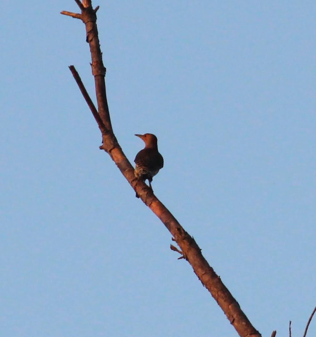 Northern Flicker - ML502426251