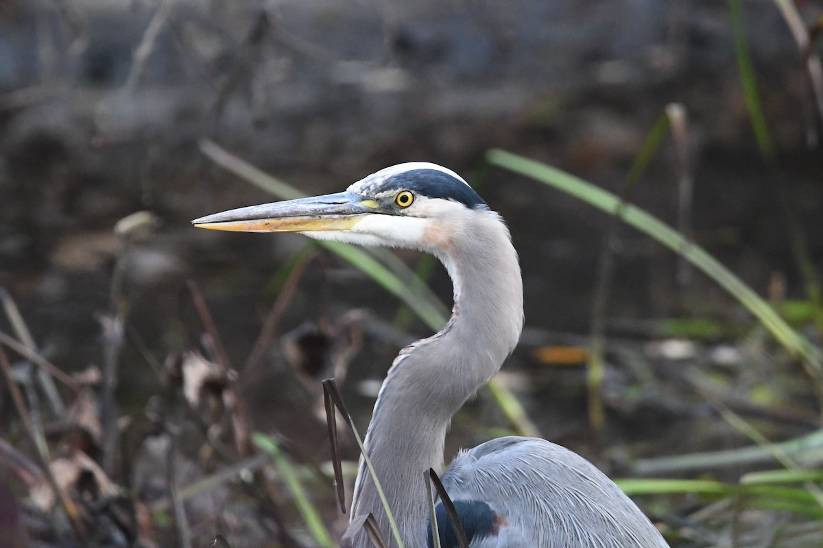 Garza Azulada (grupo herodias) - ML502427331