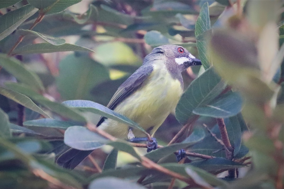 Fairy Gerygone (Black-throated) - ML502428931