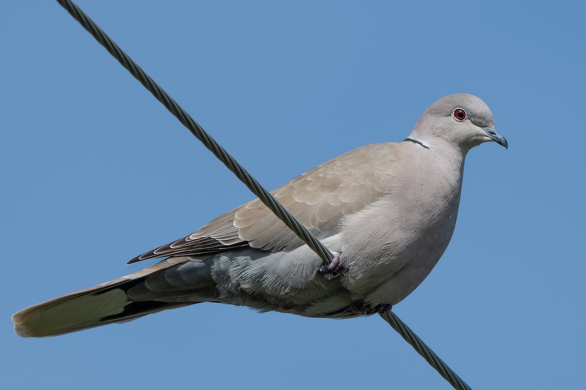 Eurasian Collared-Dove - ML502429041
