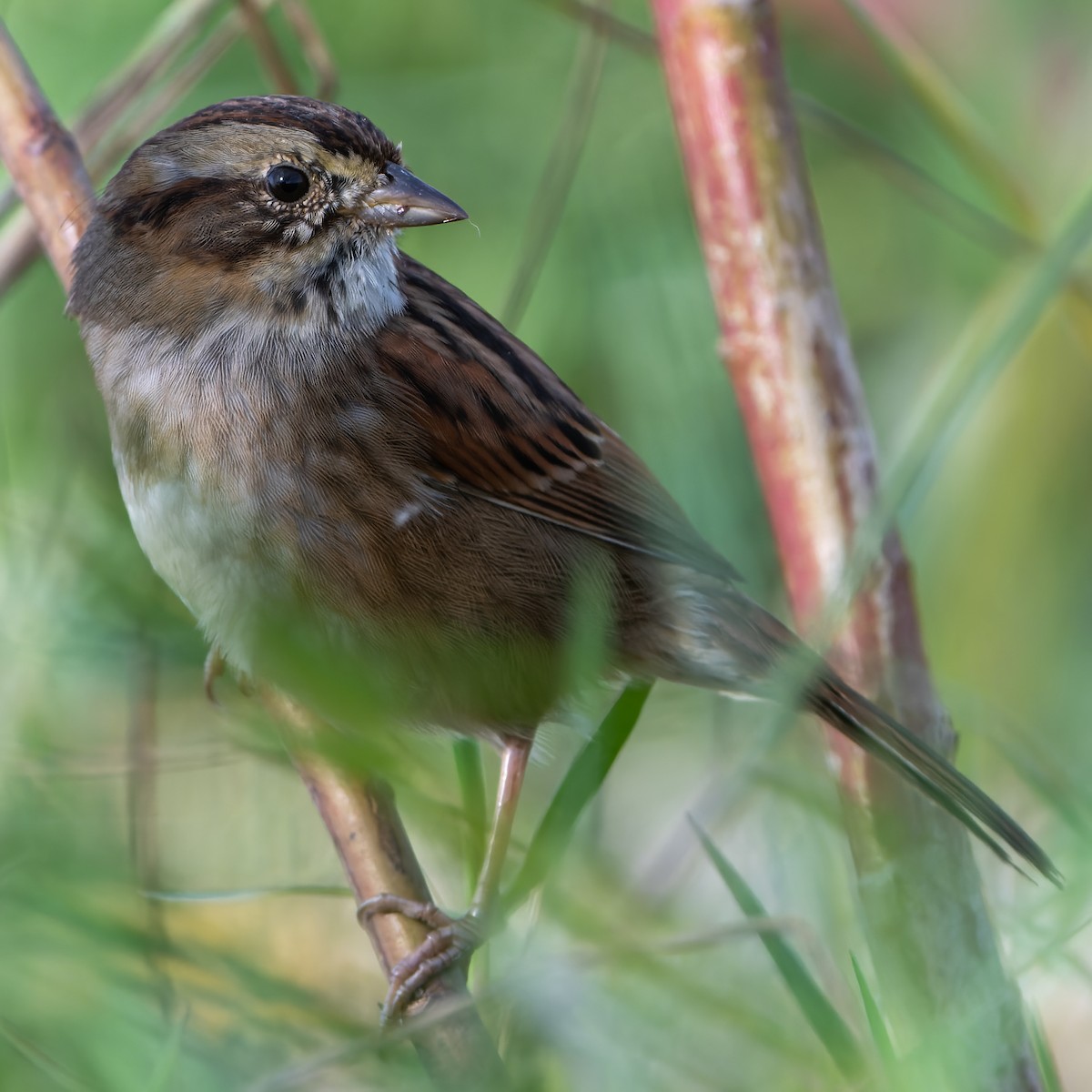 Swamp Sparrow - ML502429151