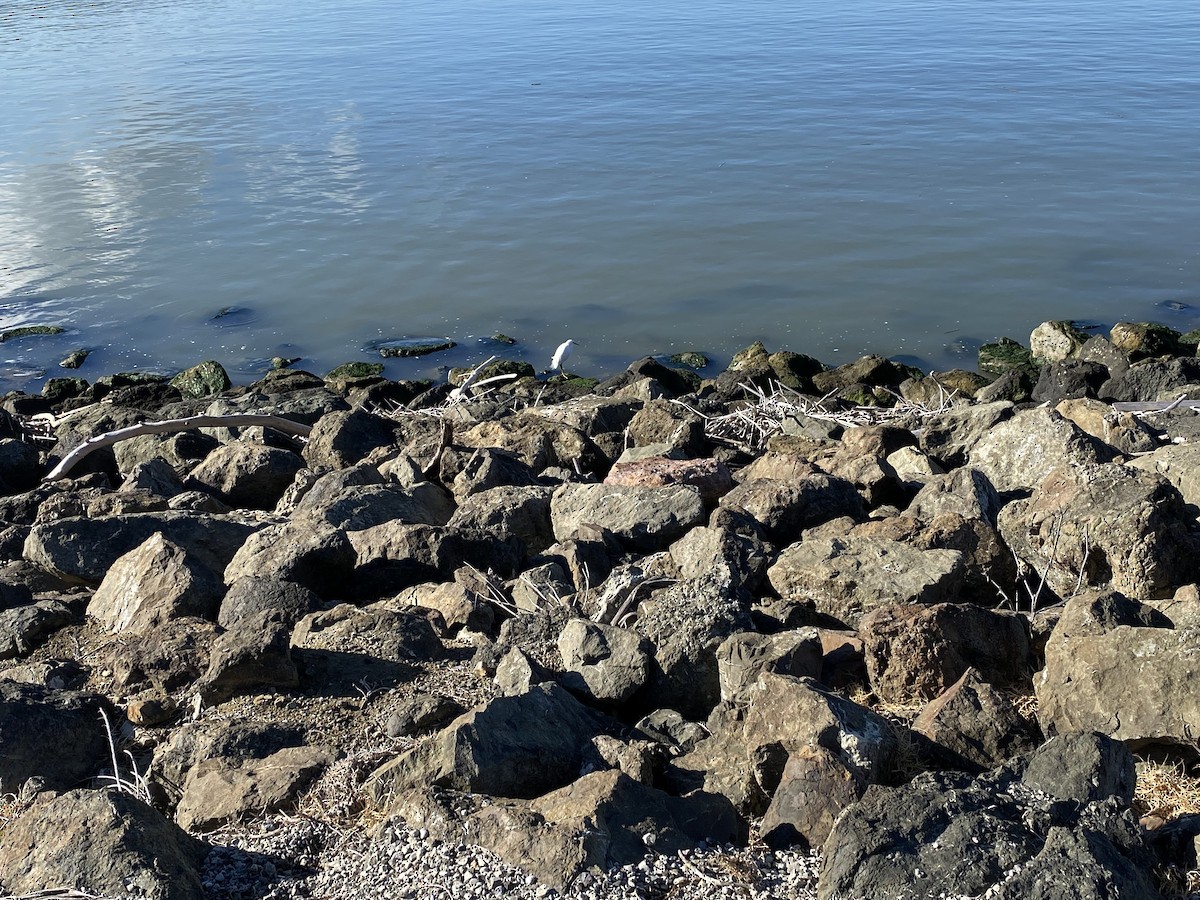 Snowy Egret - ML502432441