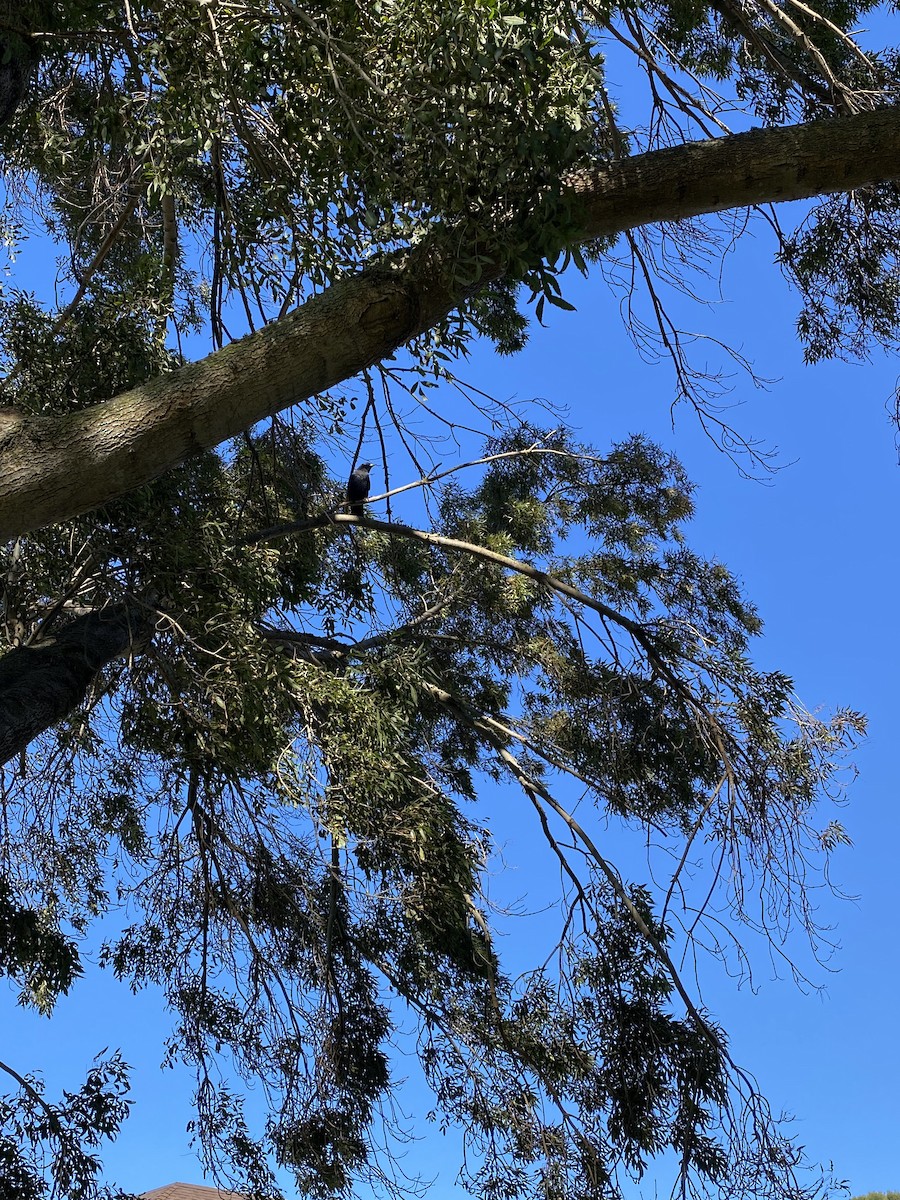 American Crow - ML502432641