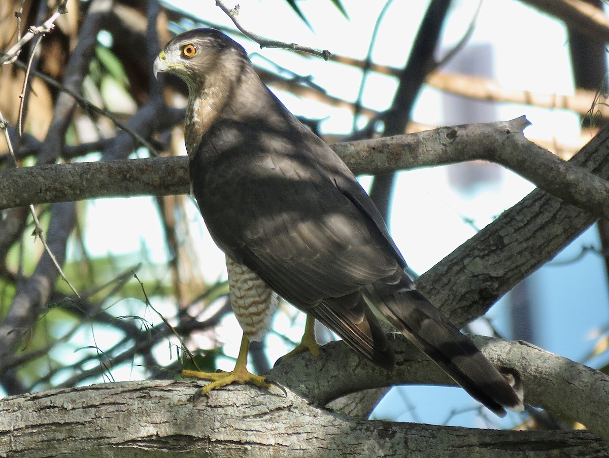 Cooper's Hawk - Lisa Cancade Hackett