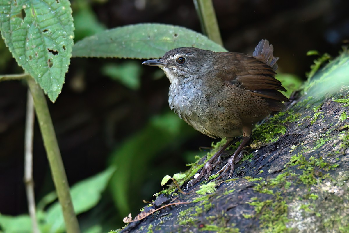 Long-tailed Bush Warbler - ML502433611