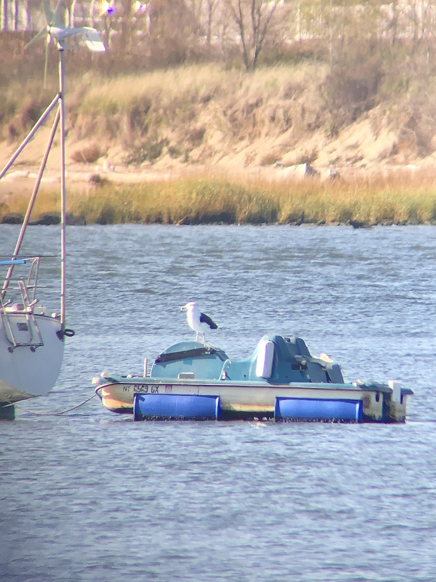 Great Black-backed Gull - KZ F