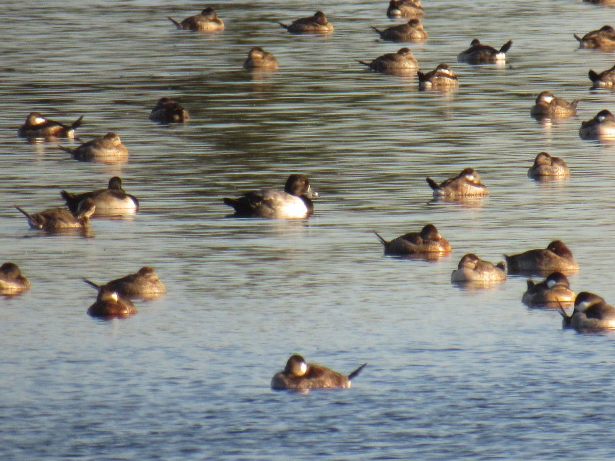 eBird Checklist - 10 Nov 2022 - Meadowlands IBA--Losen Slote Creek Park ...