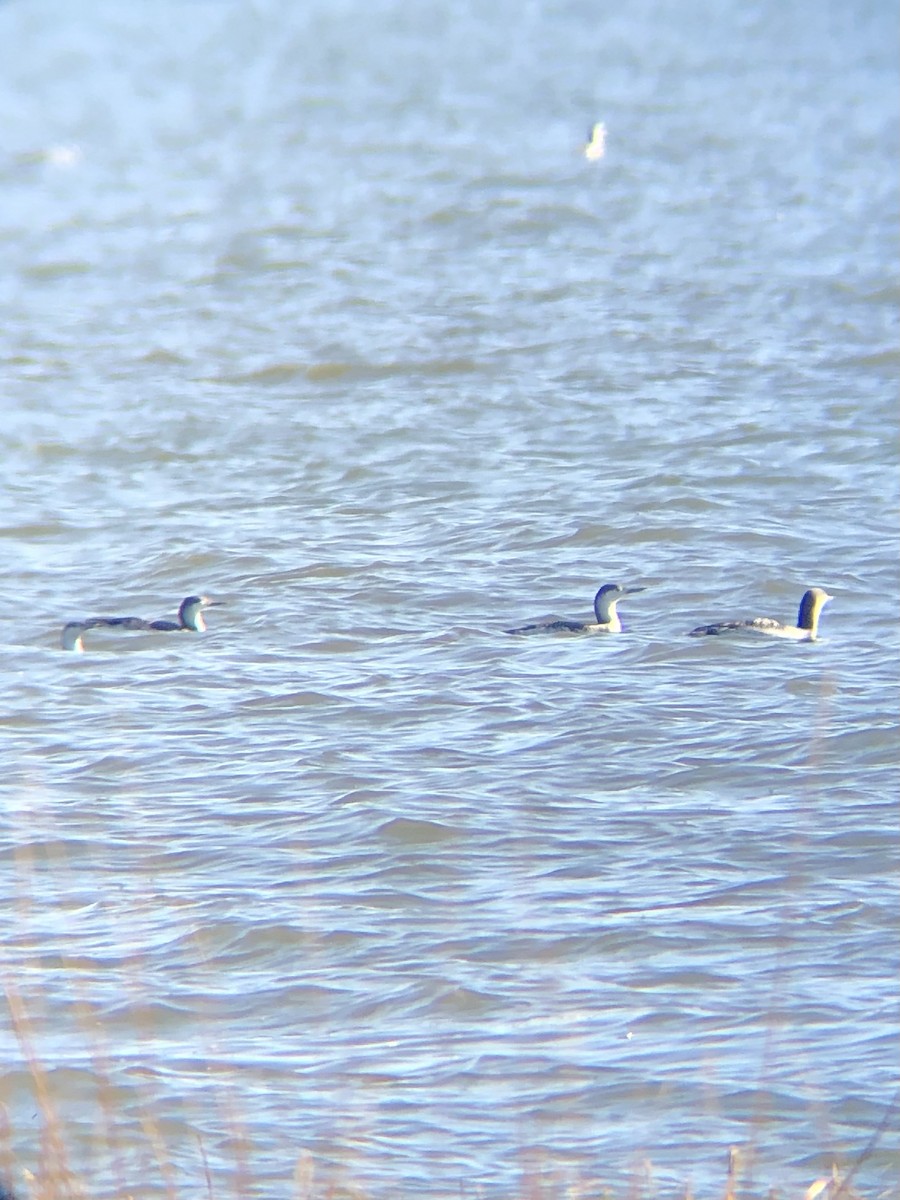 Red-throated Loon - ML502435681