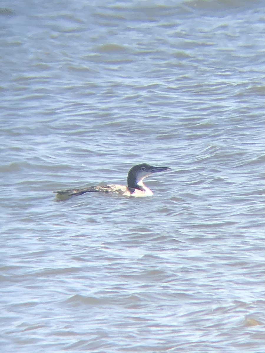 Common Loon - ML502435791