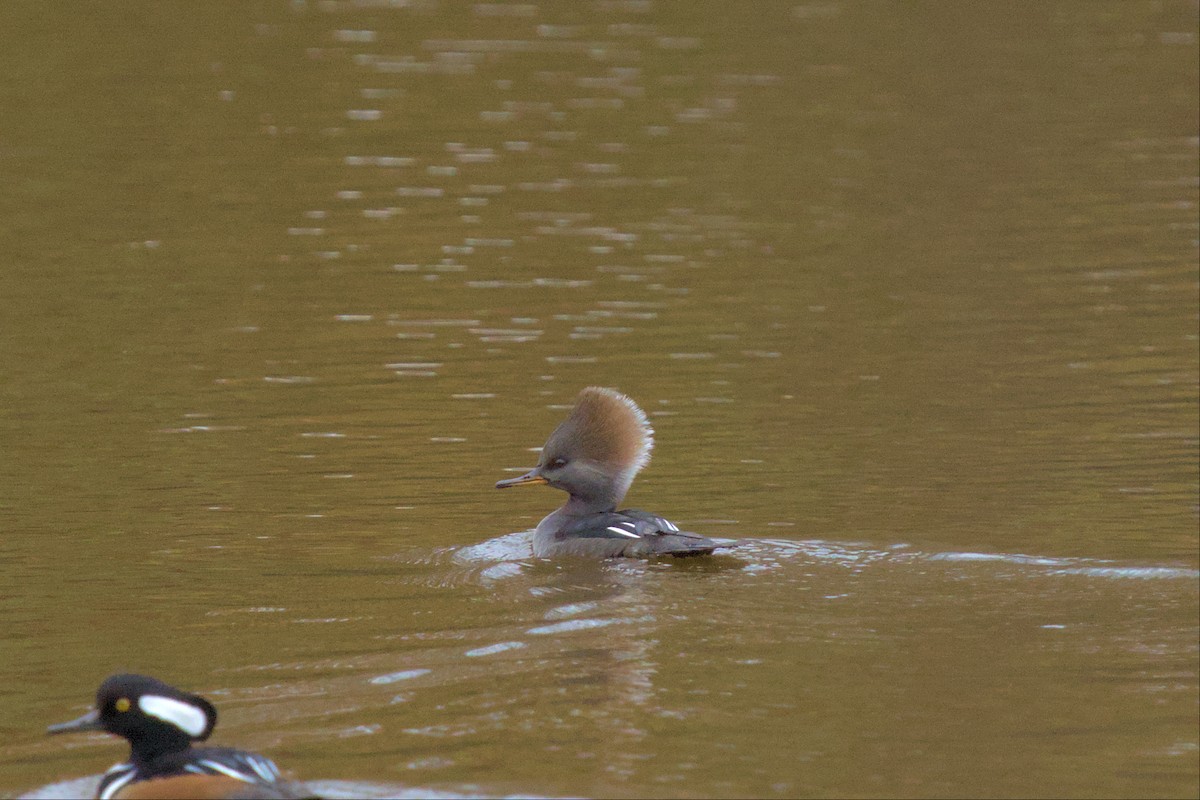 Hooded Merganser - ML502436371