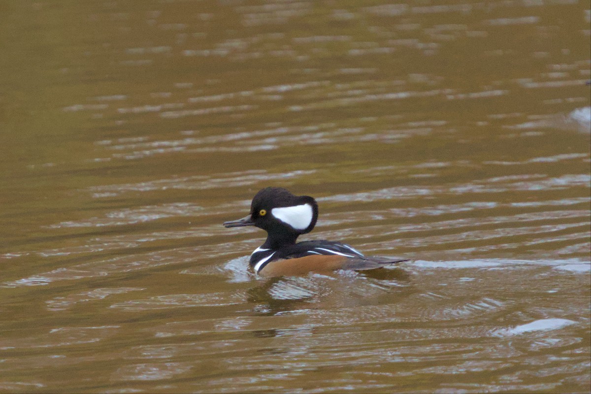 Hooded Merganser - ML502436381