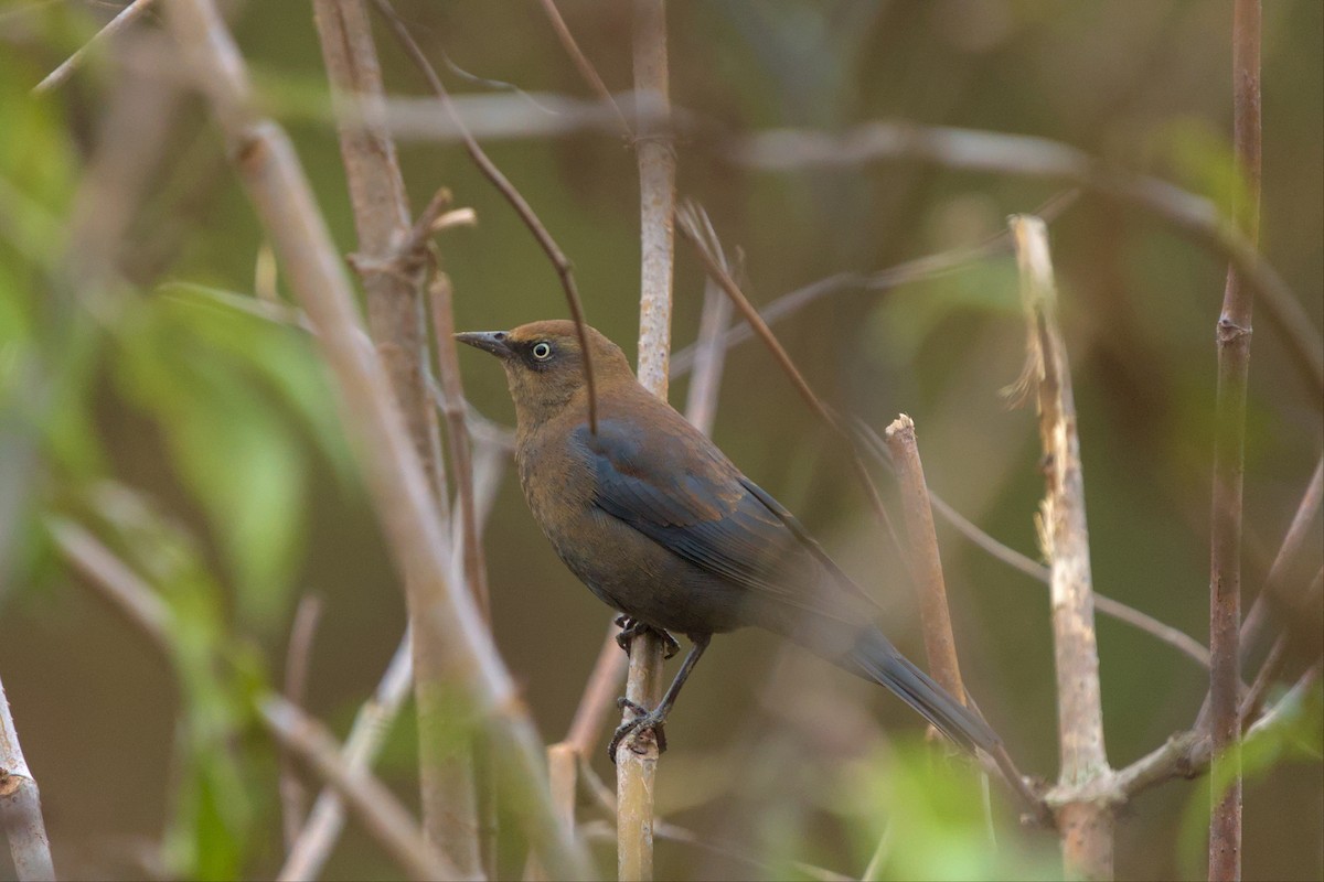 Rusty Blackbird - ML502436421