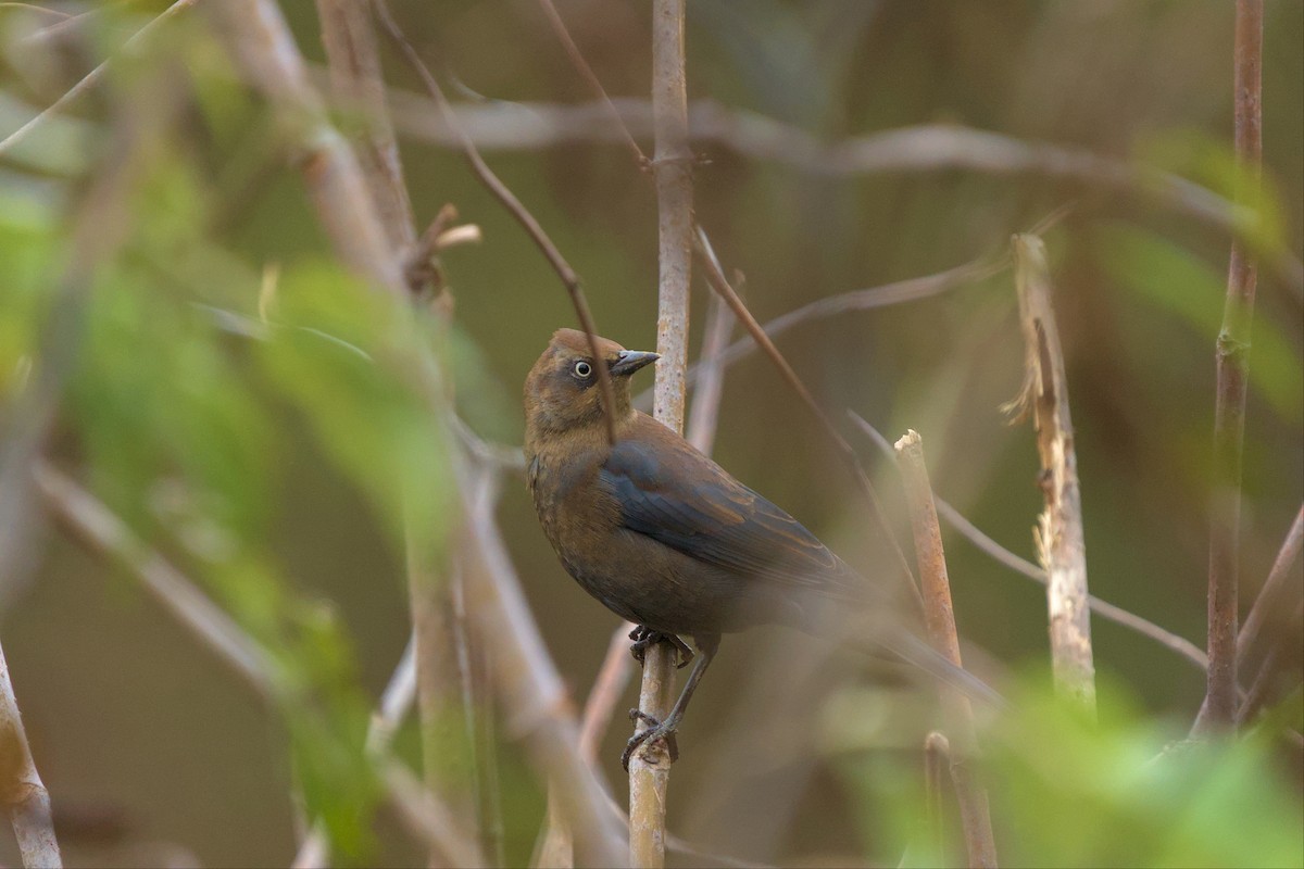 Rusty Blackbird - ML502436431